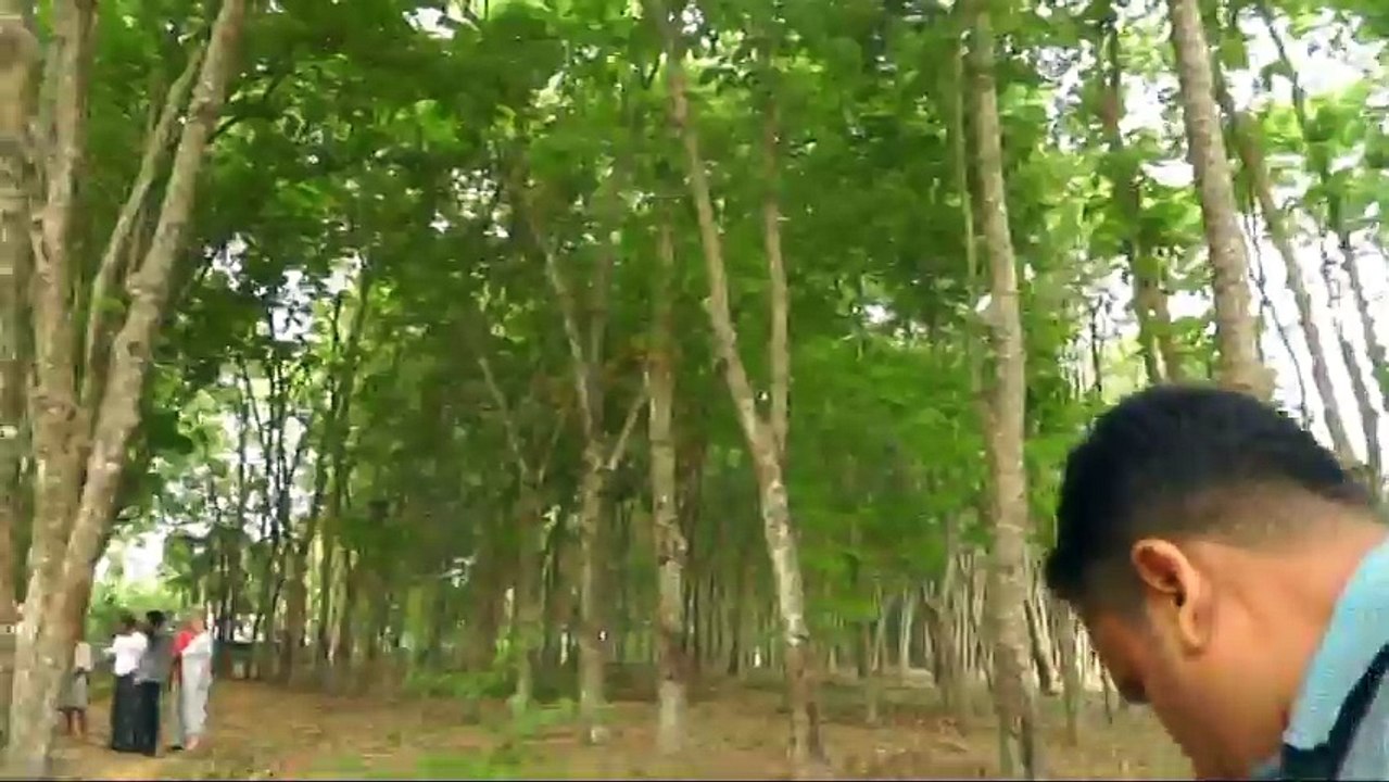 ШРИ ЛАНКА, ЛАТЕКС, КАУЧУК, КАУЧУКОВЫЕ ДЕРЕВЬЯ