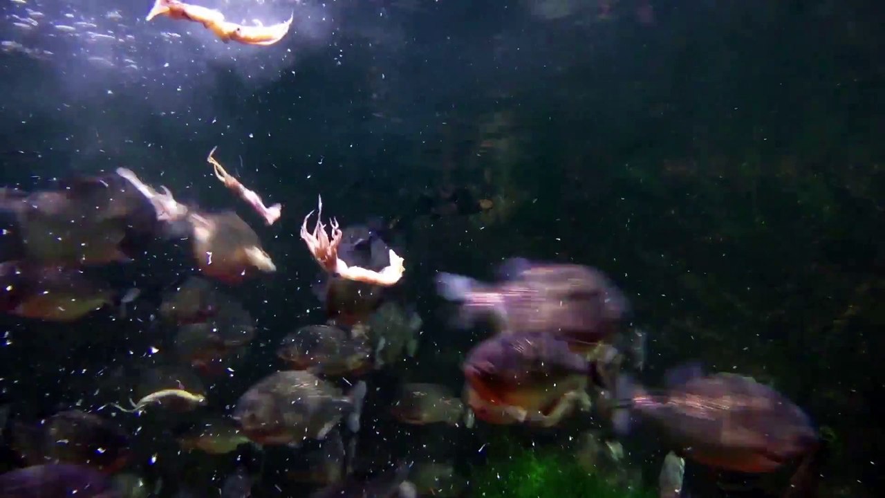 Piranha Feeding