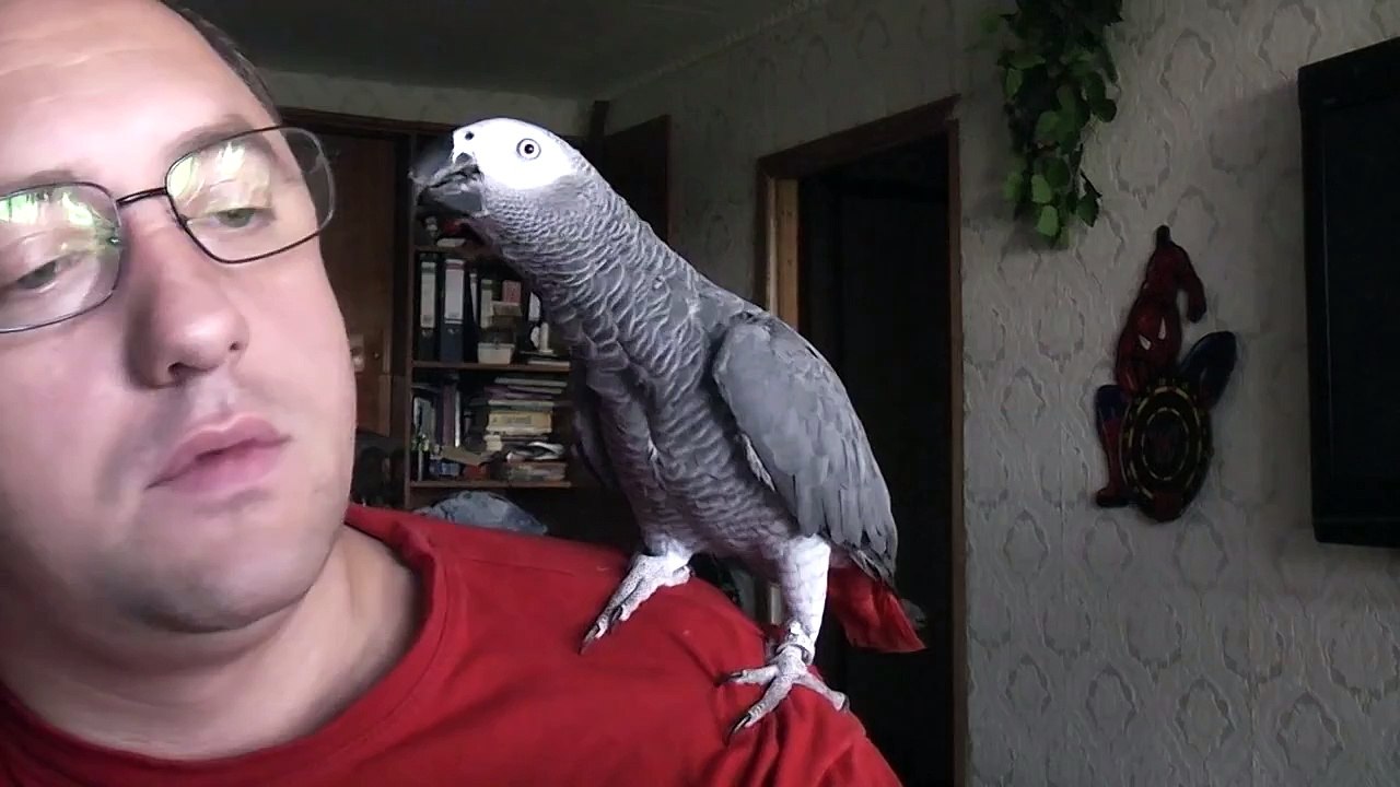 Попугай Григорий жжет Умора