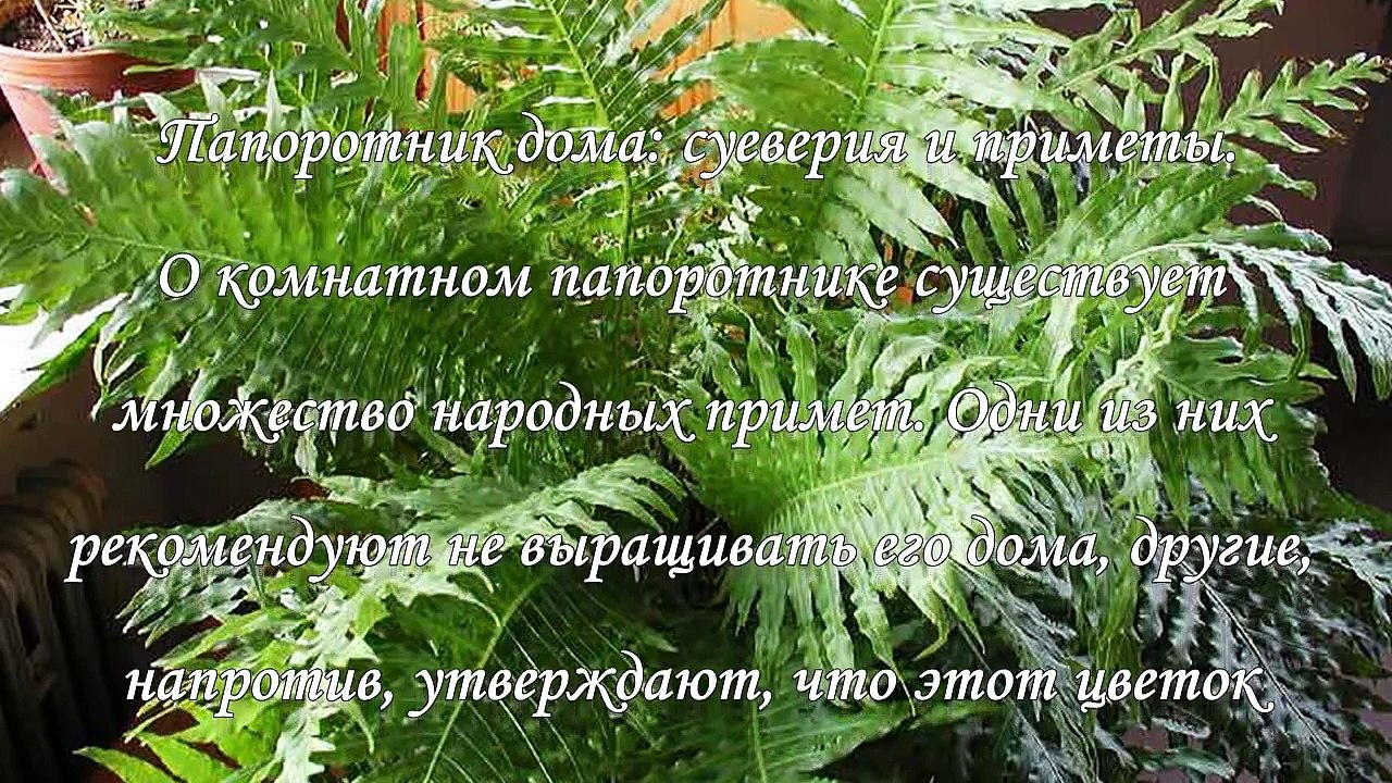 Можно ли держать в доме папоротник. Приметы и суеверия