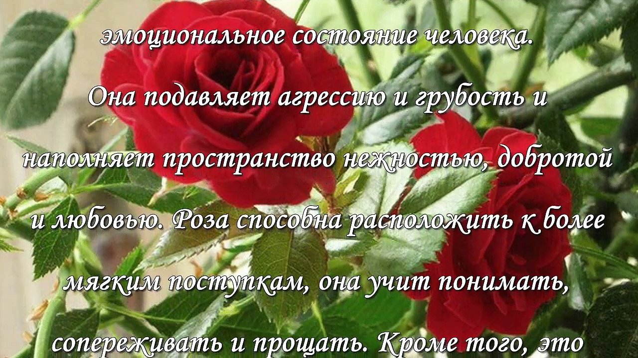 Розы в доме, приметы и свойства