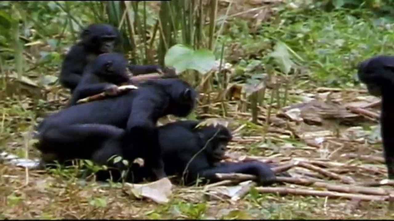 Homosexuality Animal (Documentary)