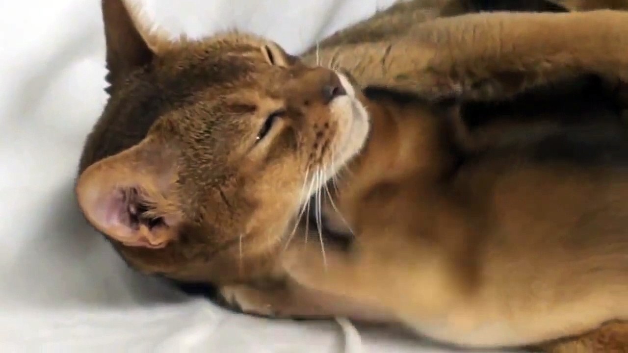 Мама кошка и ее детишки. Милое такое видео!