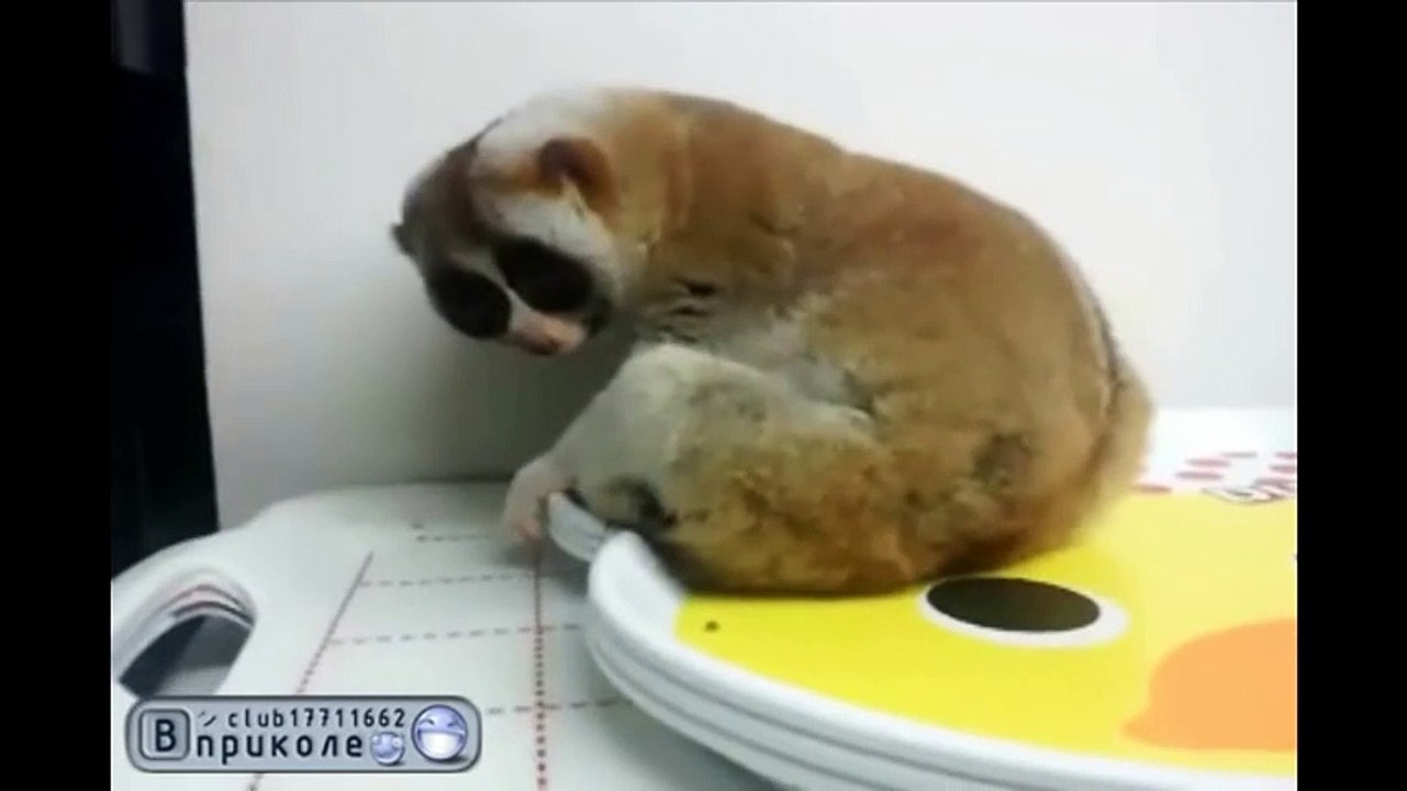 Блин, ну очень мило