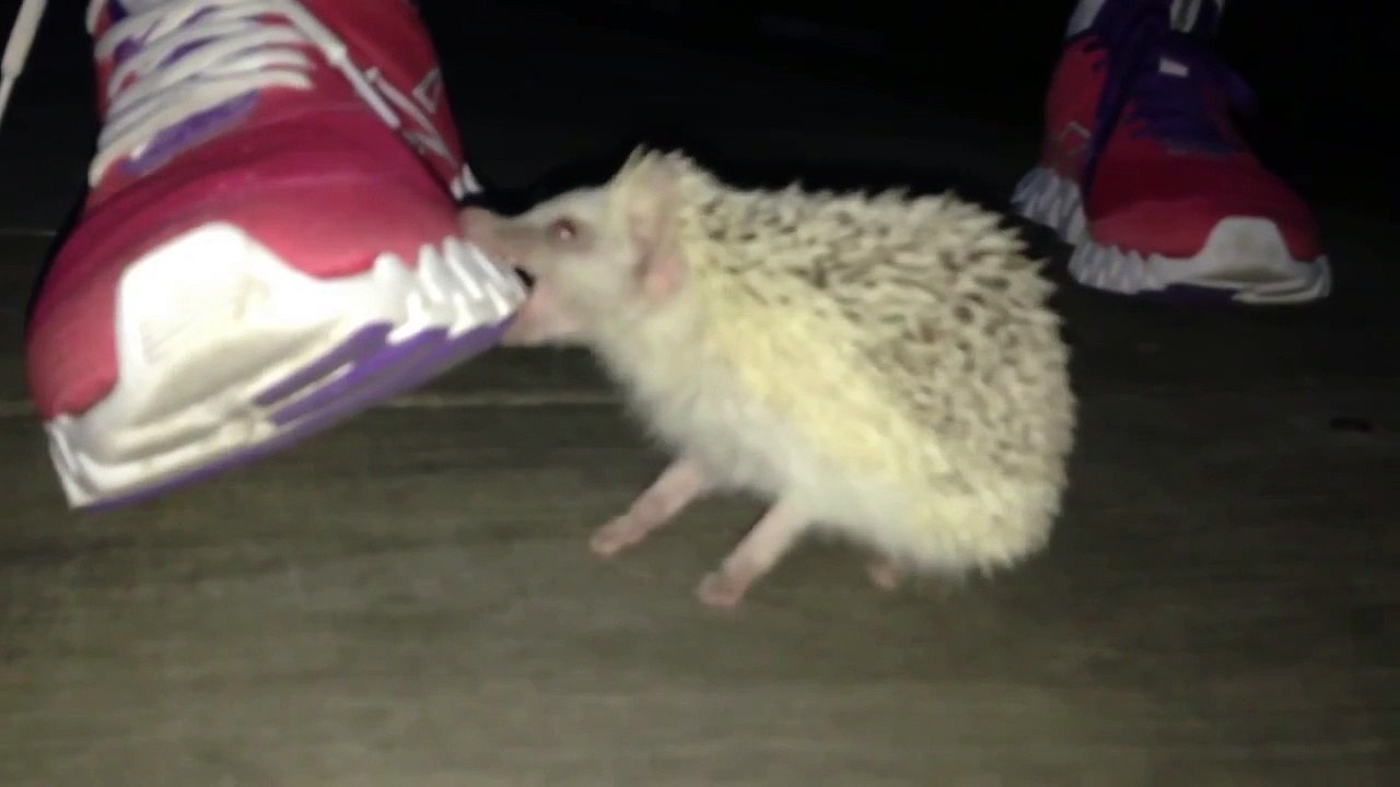 Самый злой ежик