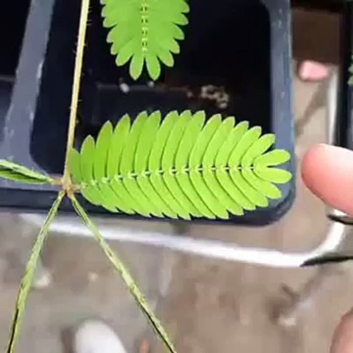 WhatsApp Videos   Touch me not plant