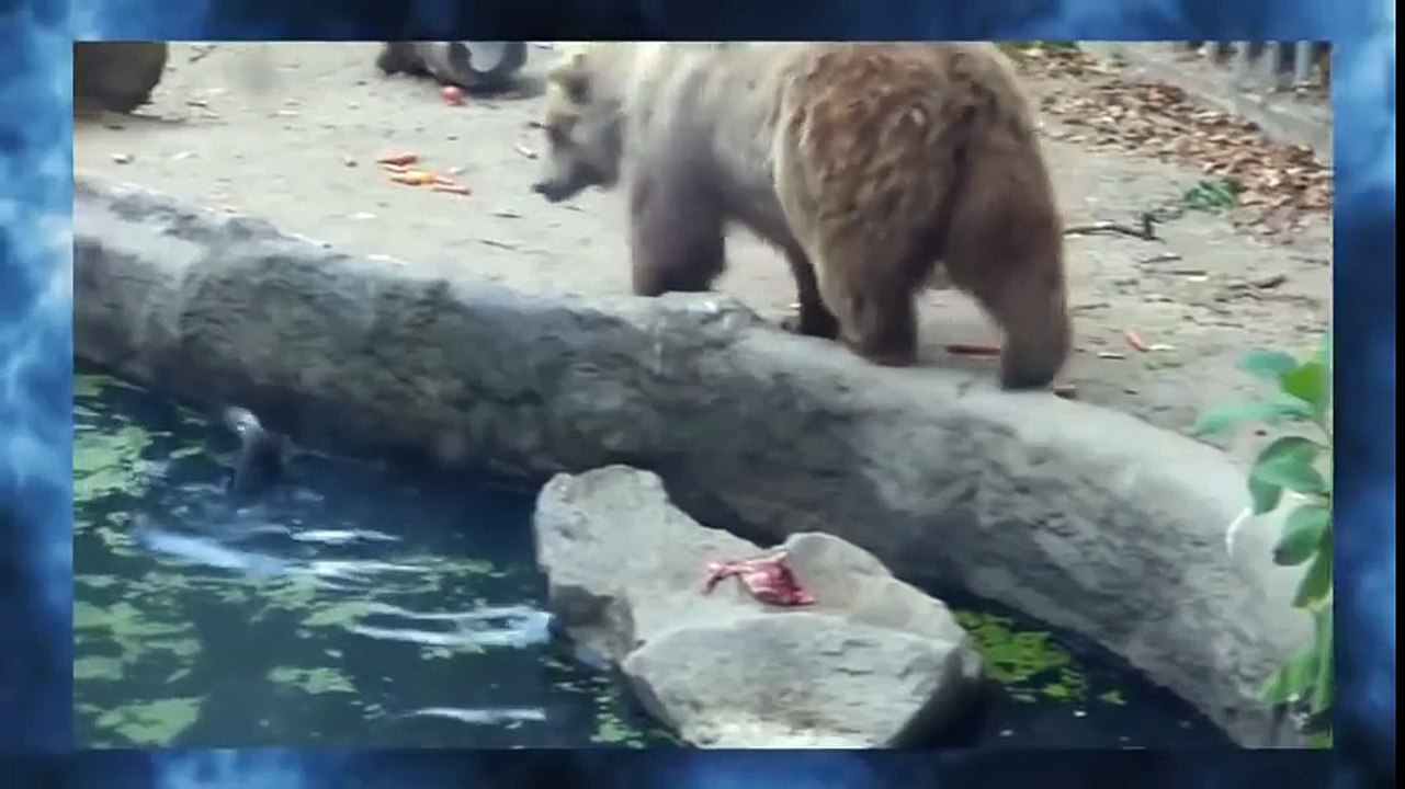 МЕДВЕДЬ СПАС ВОРОНУ