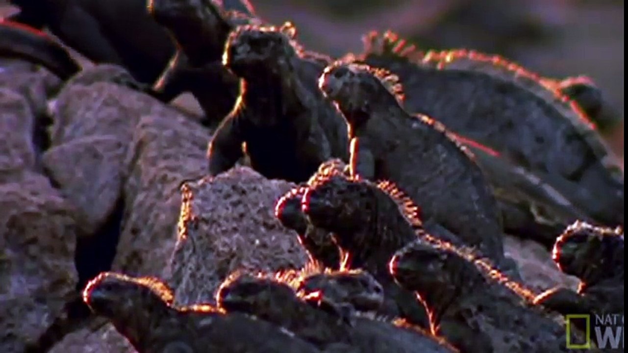 ОРЕЛ ПРОТИВ ИГУАНЫ