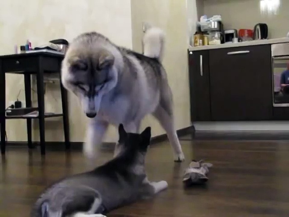 Разговор двух хаски