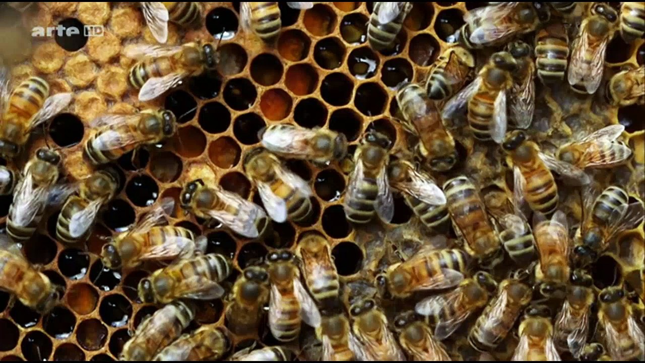 Epigenetik - 2015 - Sind wir Gene oder Umwelt - by ARTBLOOD