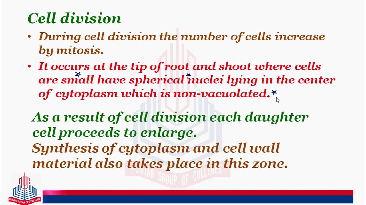 Types Of Growth & Phases of Growth