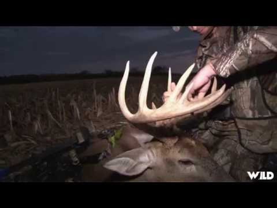 Midwest Whitetail