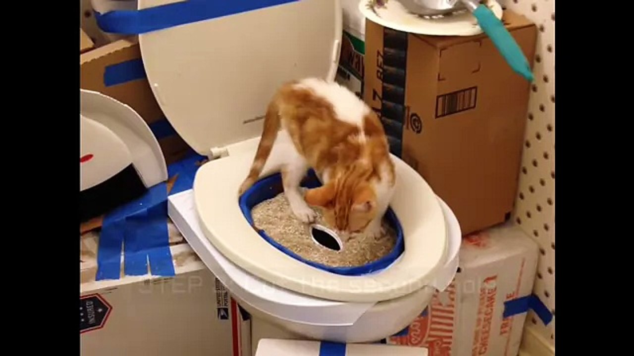 Cat Toilet Training Step by Step