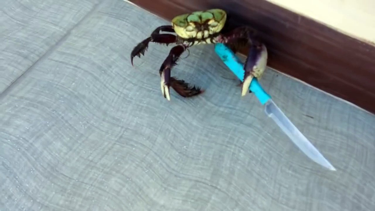 Gangster crab! (Karşınızda Gangster Yengeç!)
