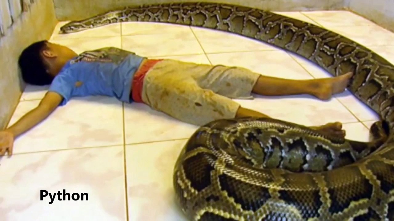 Anaconda vs Python - Part 2 - What is the biggest snake in the world?