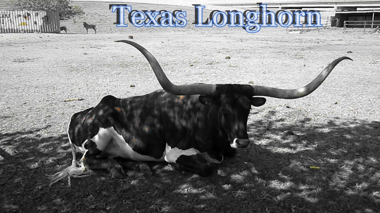 Texas Longhorn