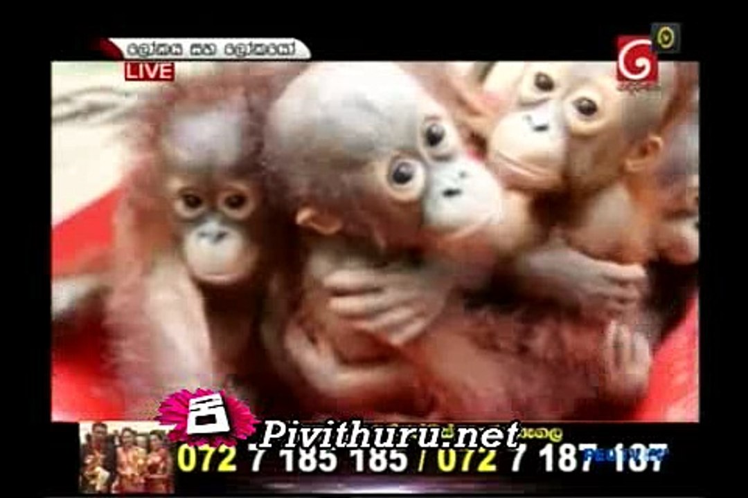 Lo sa lok 19.02.2016