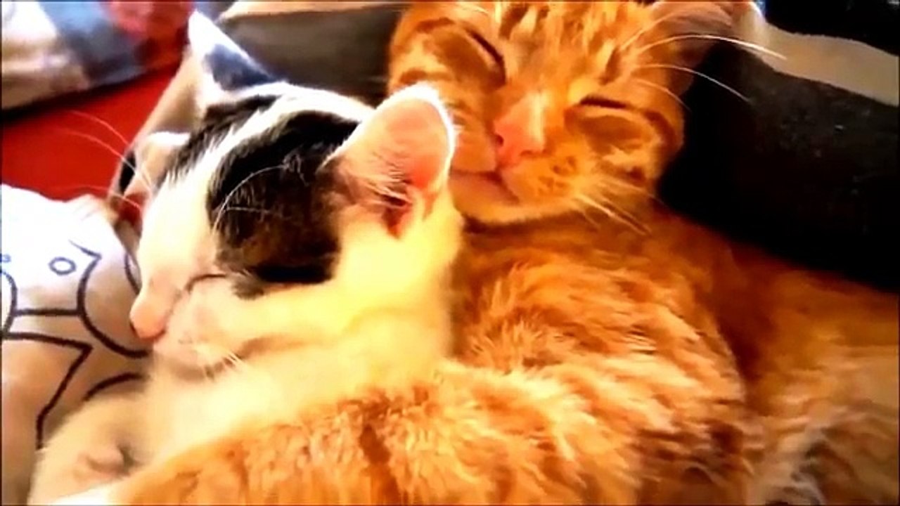 funny videos - funny cat videos , funny cat compilation , funny cats , funny cat videos 2016 , funny kitten , funny , funny videos , funny cat videos ever , ultimate cats compilation , try not to laugh , funny pets , cat funny videos - funny clips 2016