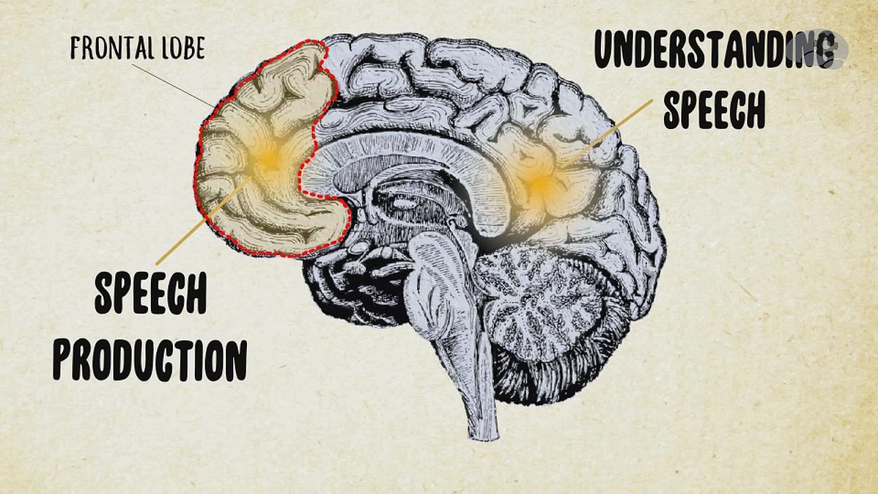 Краткий ликбез по мозгу
