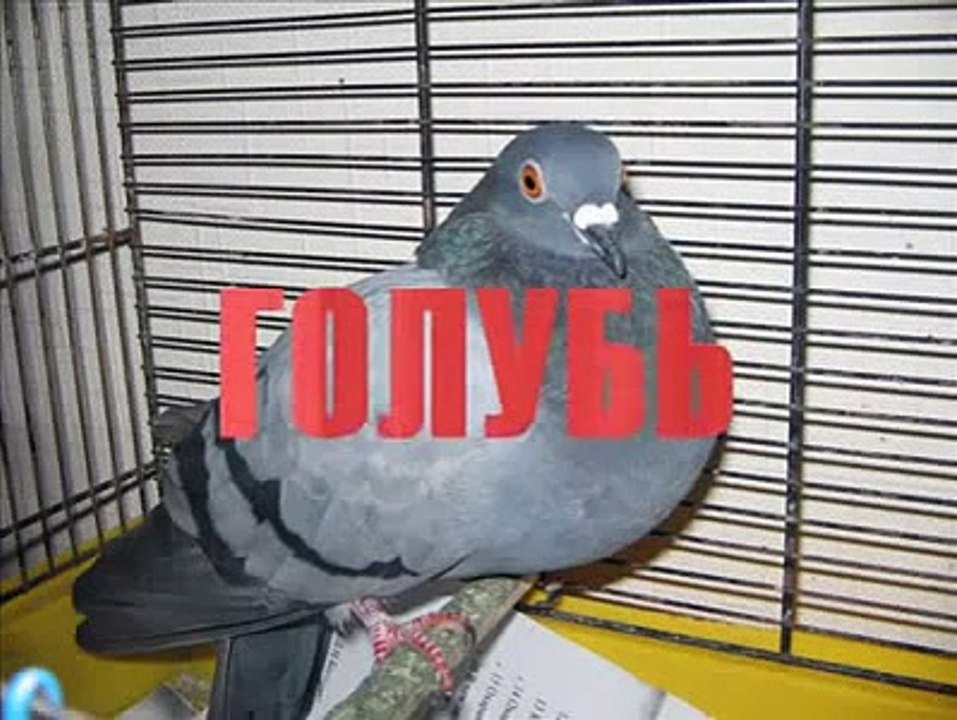 Голубь проучил наглого кота