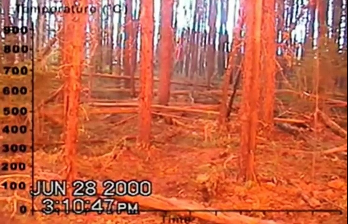 Лесной пожар изнутри