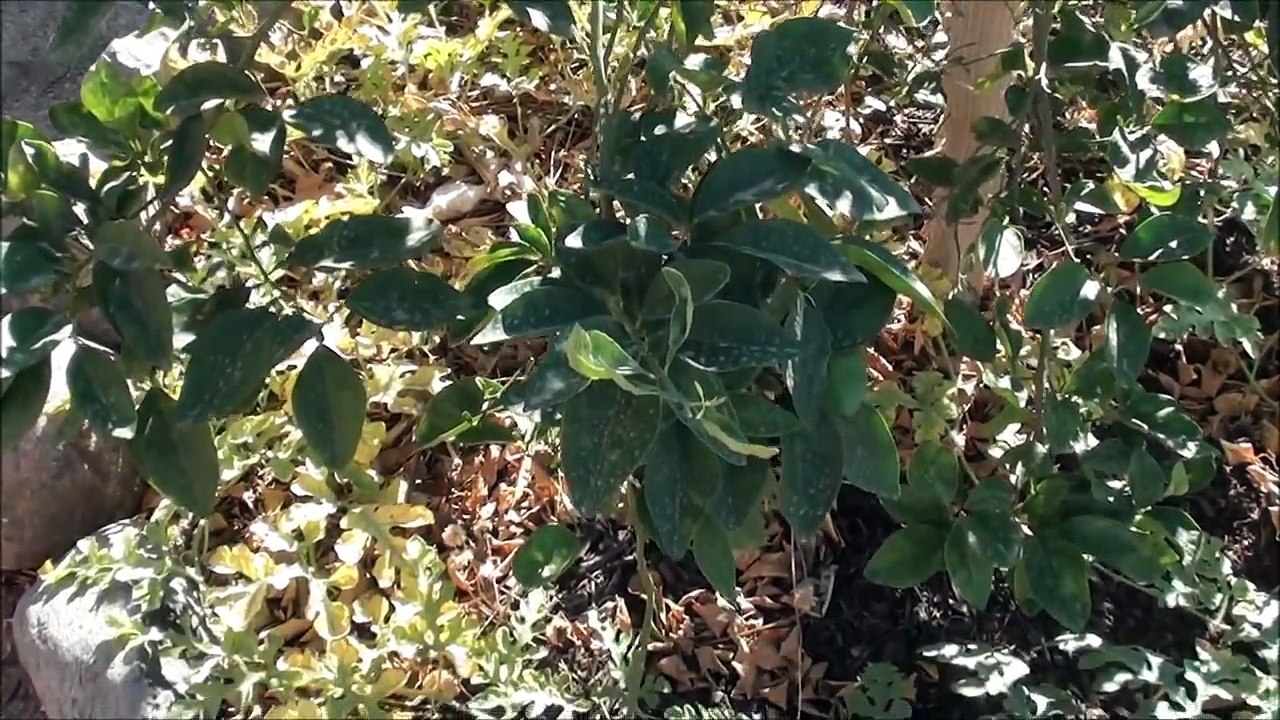 Harvesting organic WATERMELON just in time!