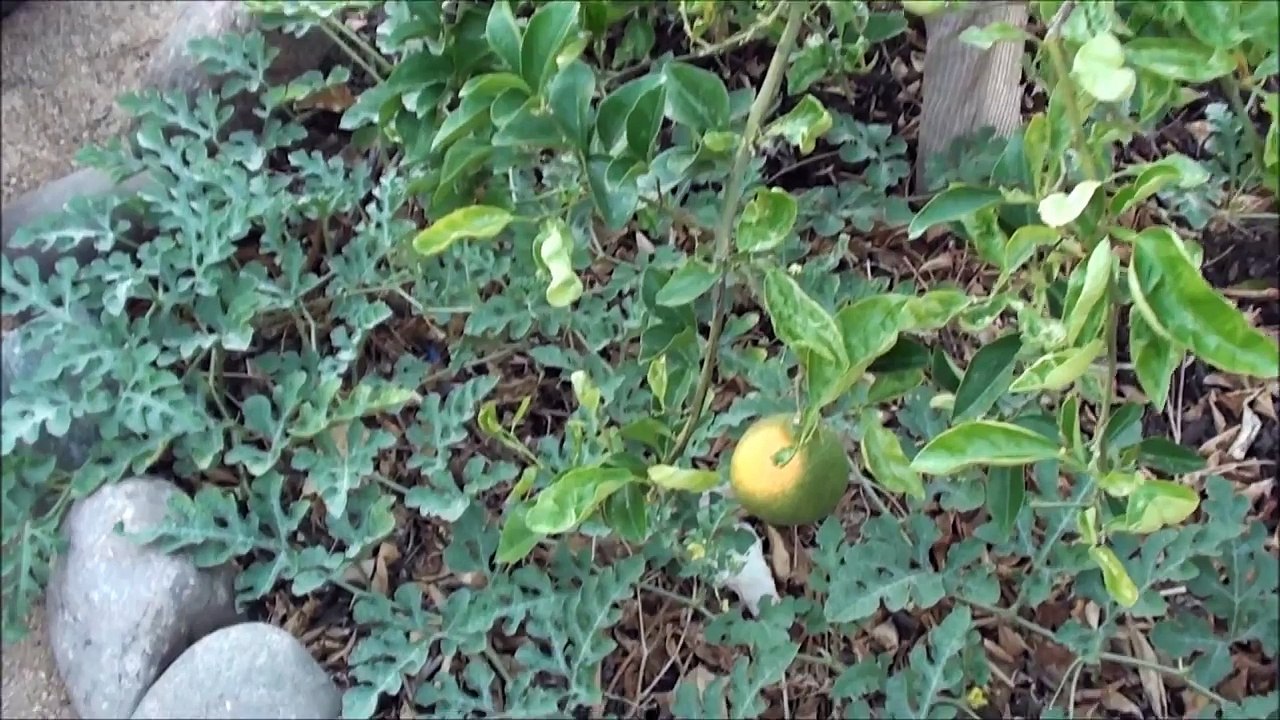 Watermelon growing under citrus tree in October!