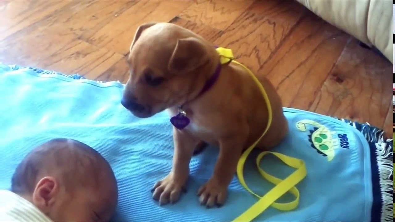 Самый лучший охранник для малыша