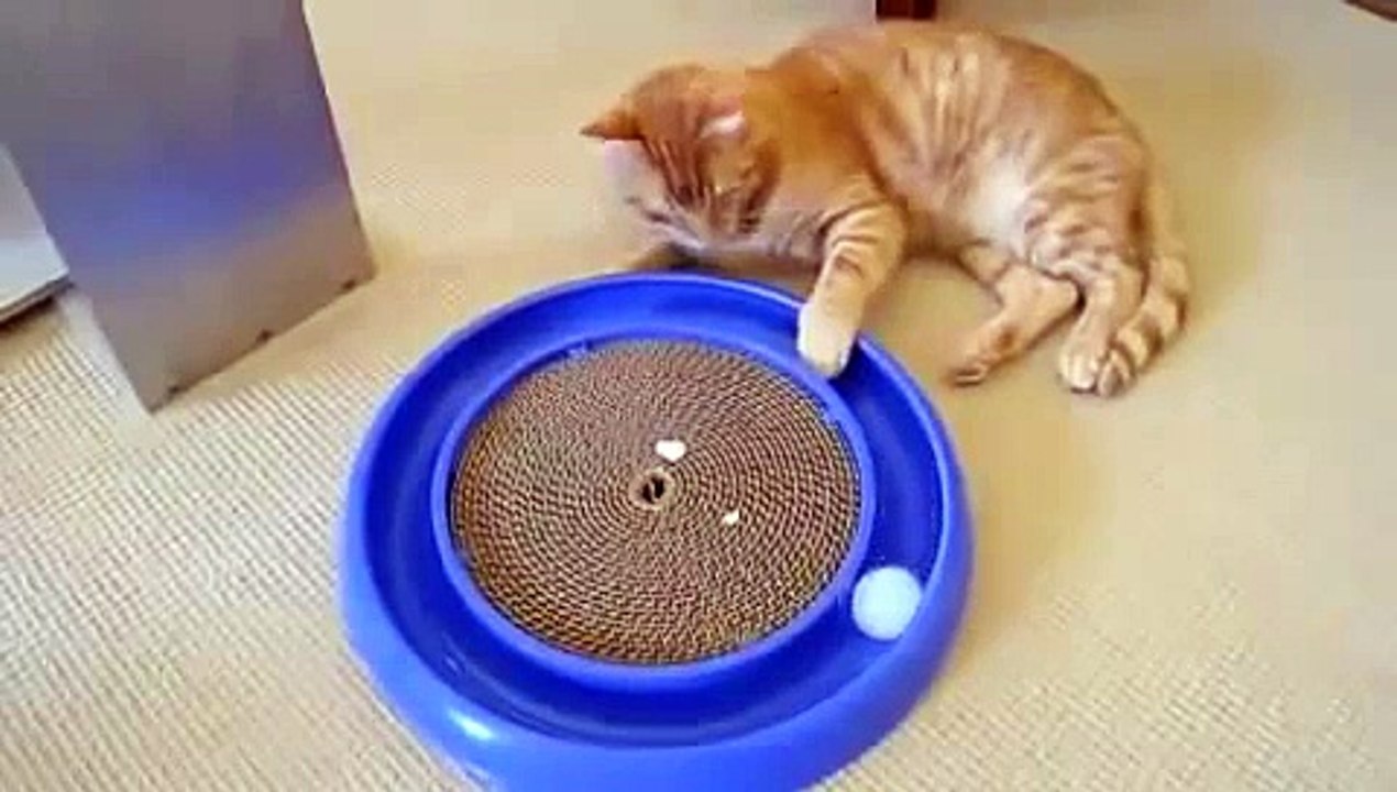 Самая офигенная кошачья игрушка