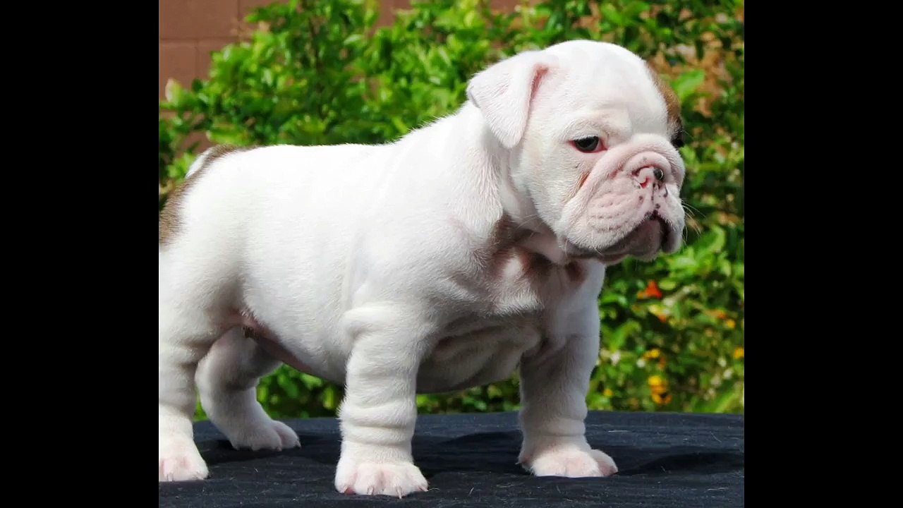 british bulldog bulldog ingles