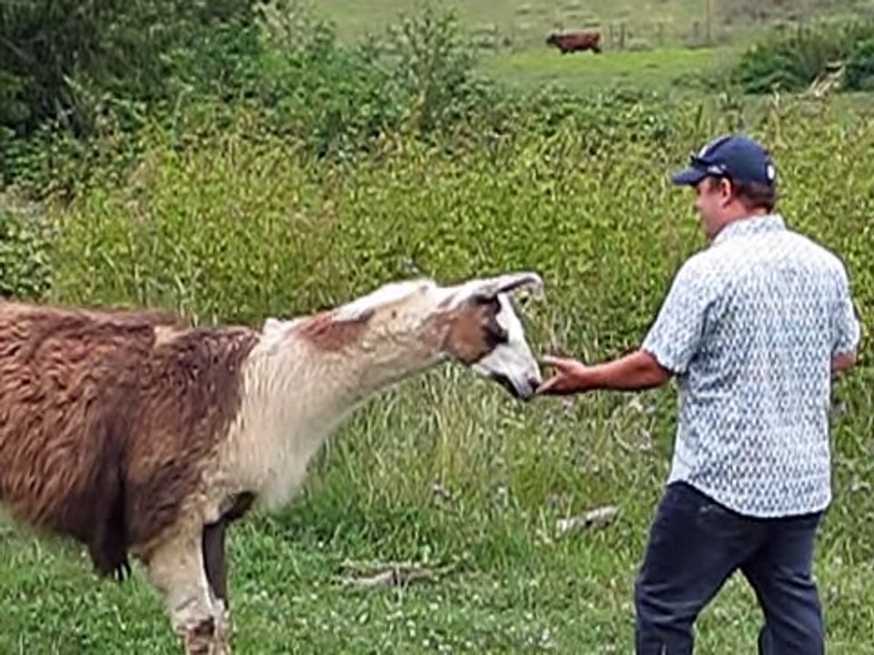 Funny Llama Attack top songs 2016 best songs new songs upcoming songs latest songs sad songs hindi songs bollywood songs punjabi songs movies songs trending songs mujra dance Hot songs