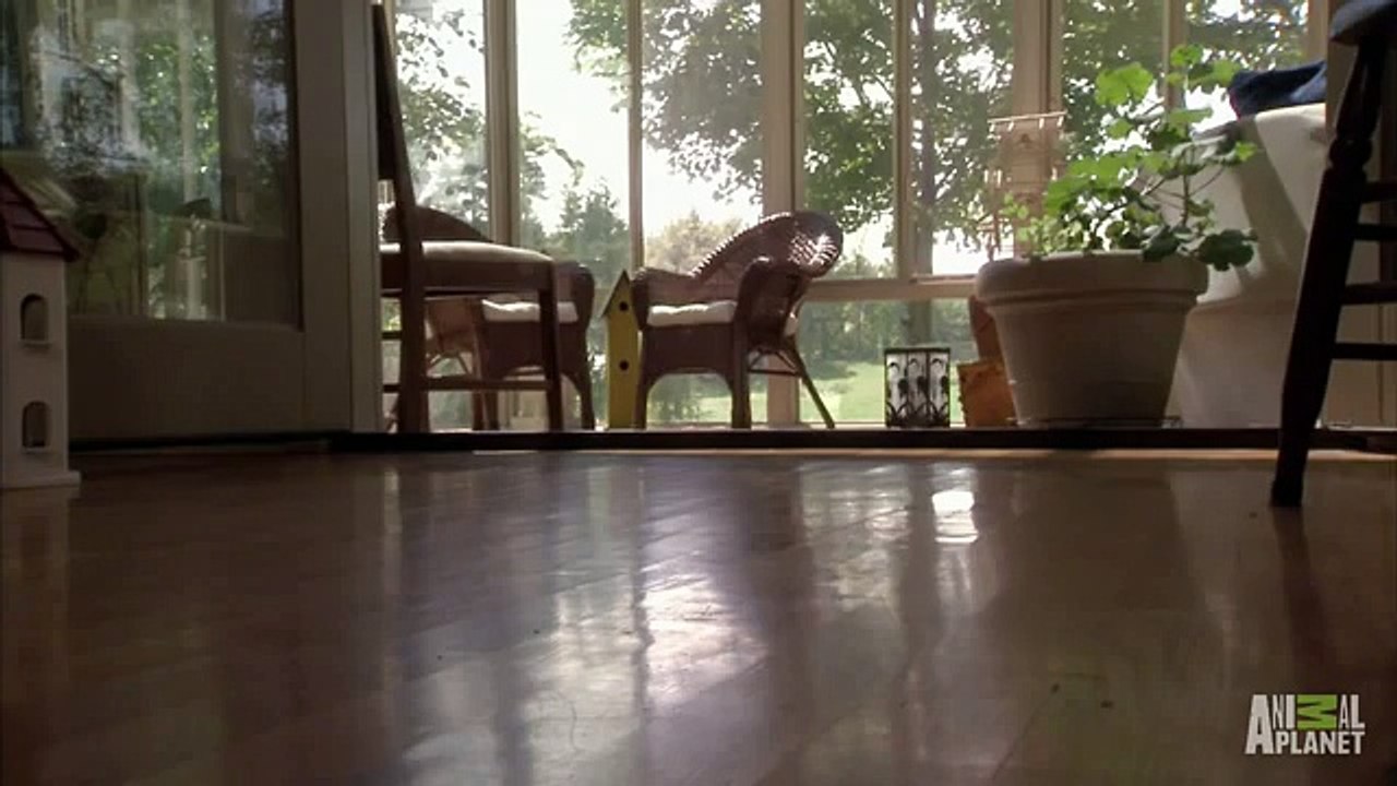 Cette colonie de chatons