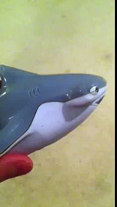 The mighty shark finbar Arr arr