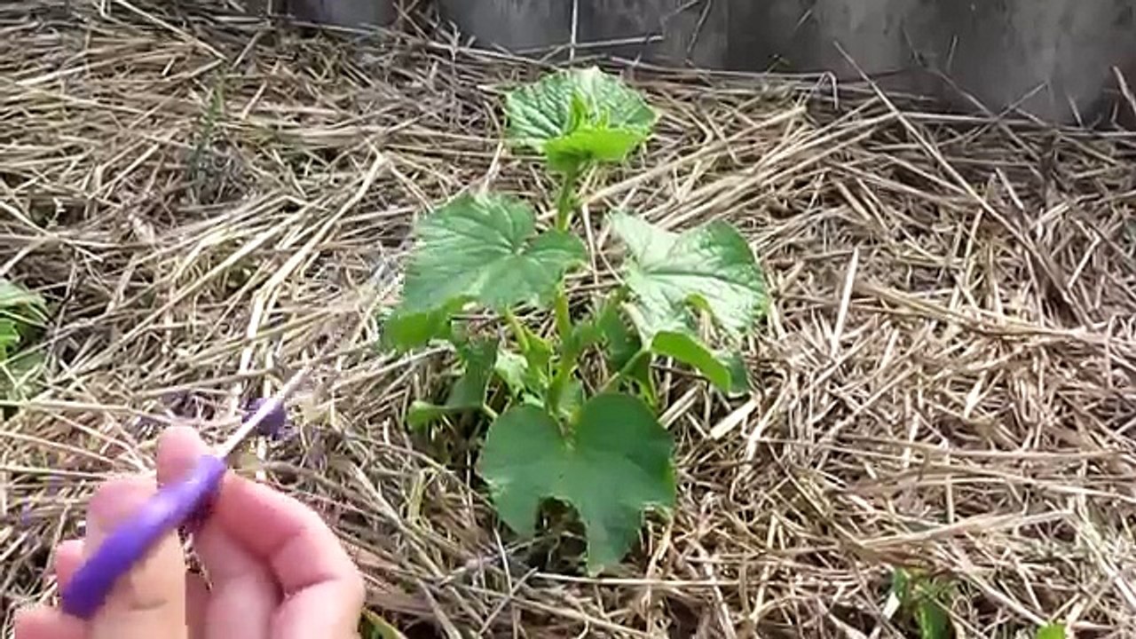 Семья Бровченко. Как и когда прищипывать огурцы. Зачем прищипывать огурцы