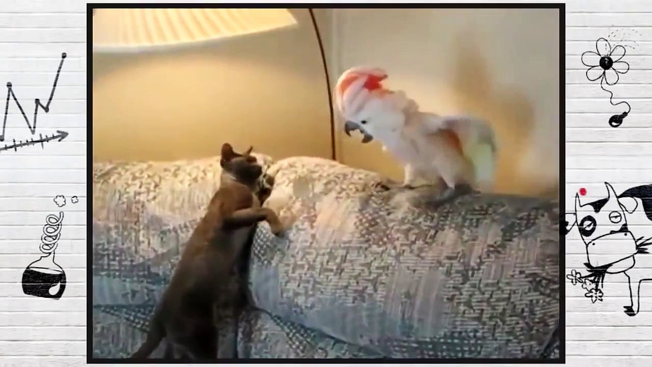 Попугай и чё и чё