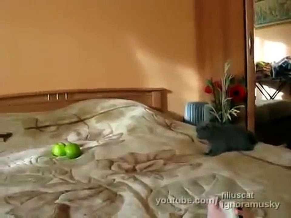 kitten vs TWO scary things (котенок против ДВУХ неведомых хреней)