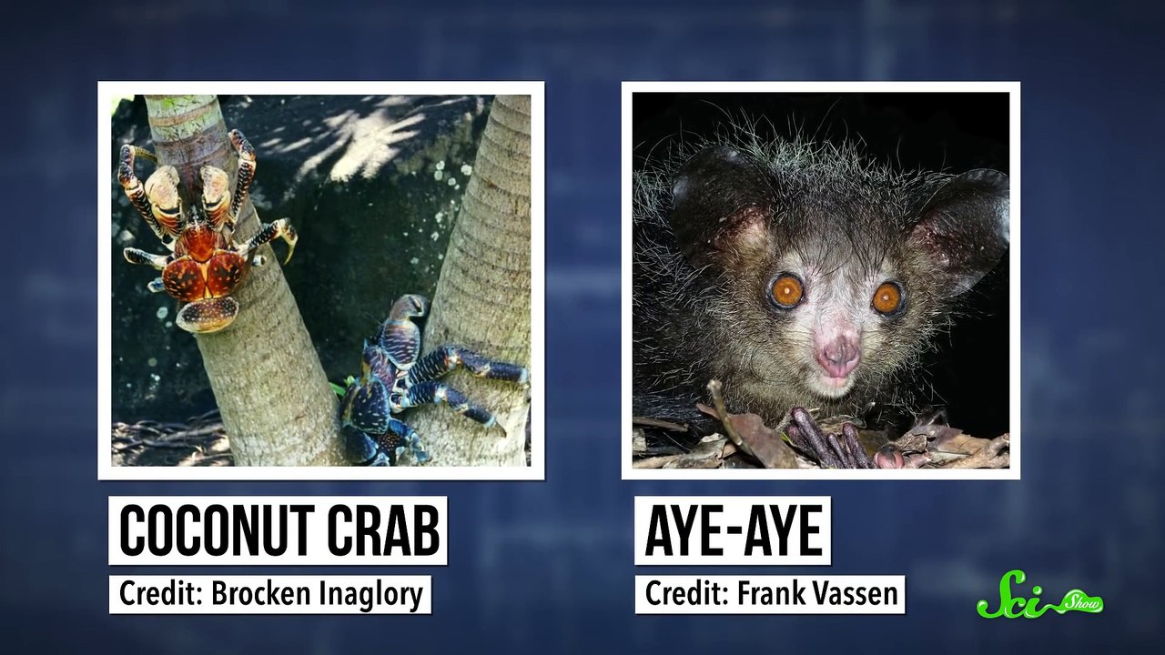 What Is Selfing? 🌱