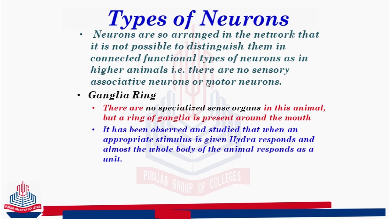 Types of Neurons in Hydra