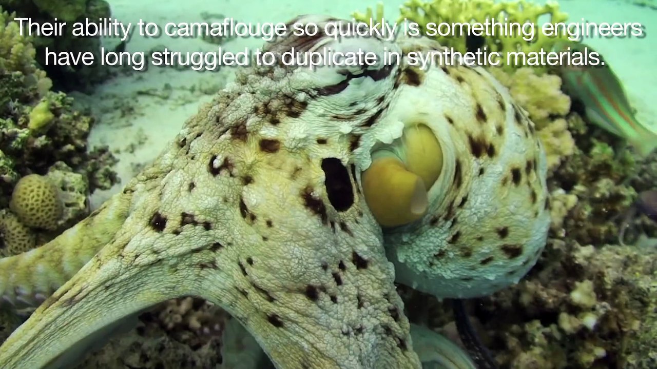 Synthetic squid skin