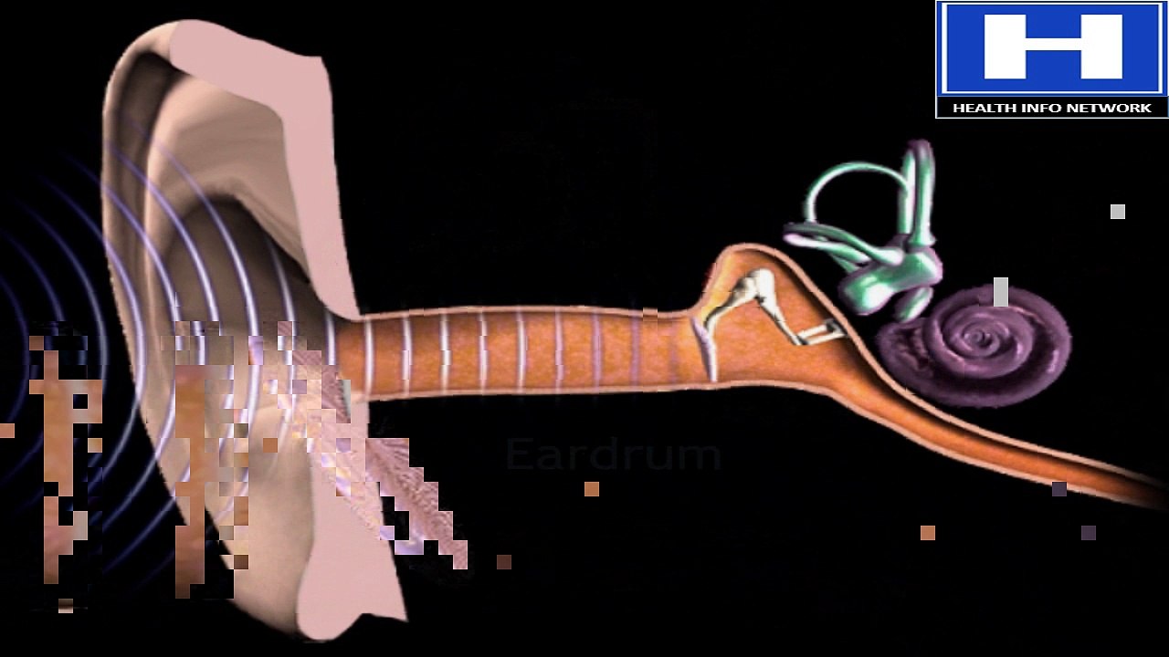 How Do We Hear How the Human Ear Works Animation - Structure & Function Video Mechanism of Hearing