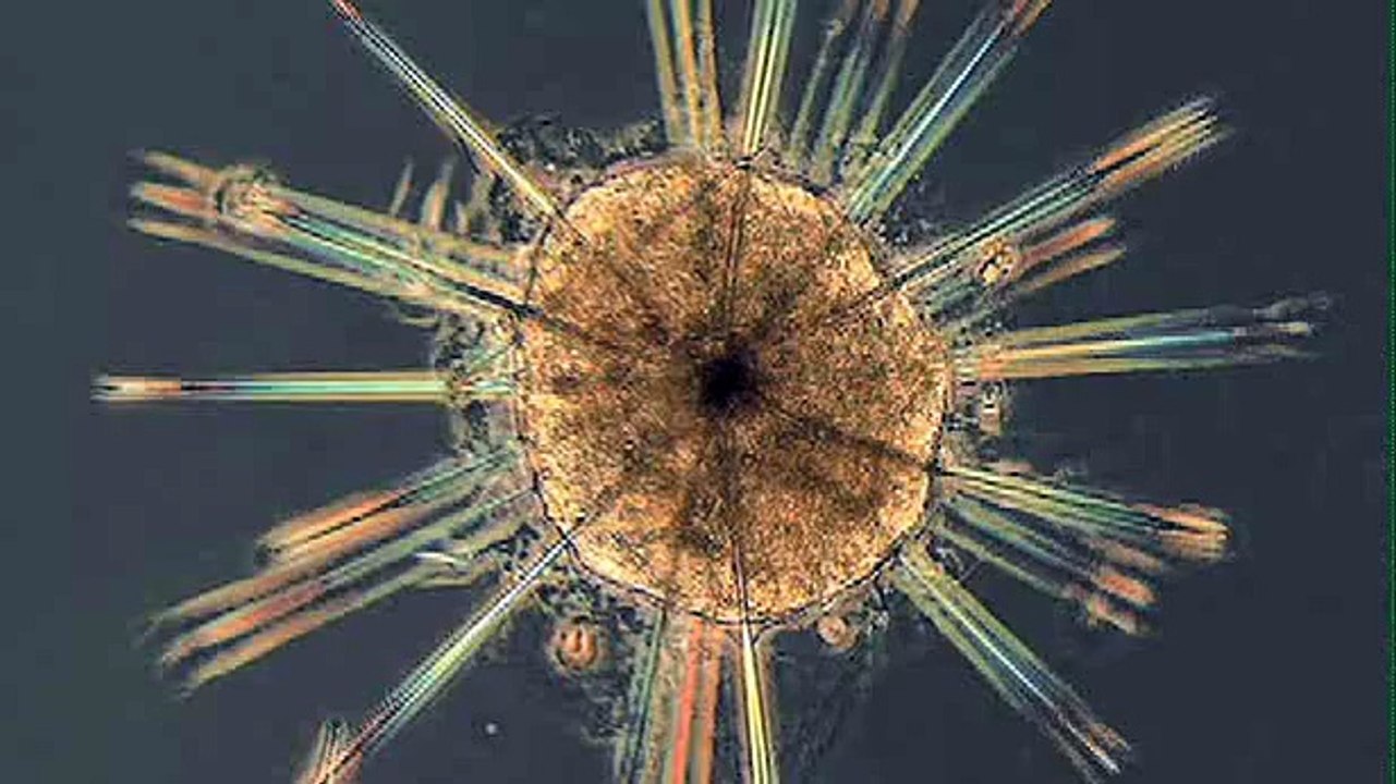 Tiny New Sea Species Discovered