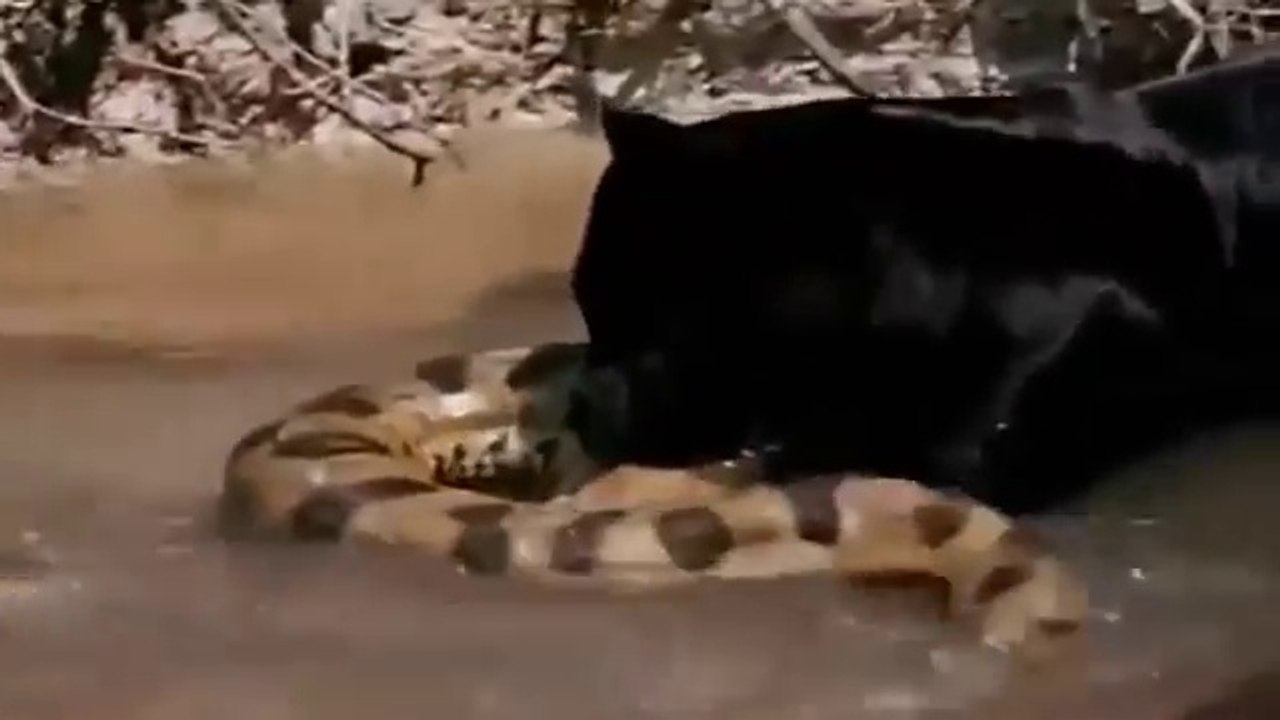 Giant Anaconda vs Jaguar - Python vs Tiger - Python vs Leopard