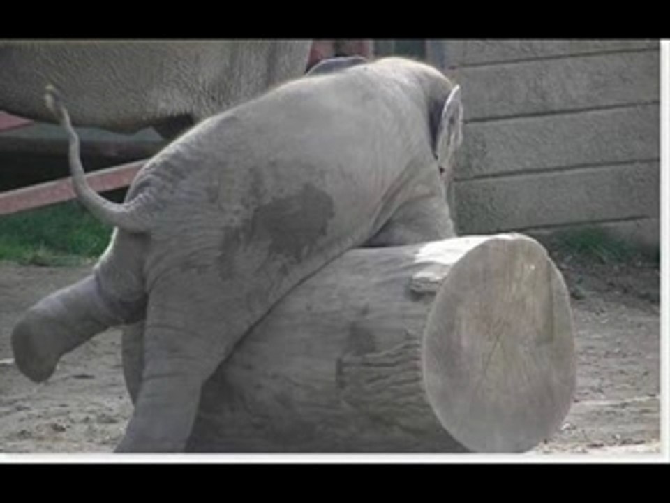 La vie rêvée des bêtes