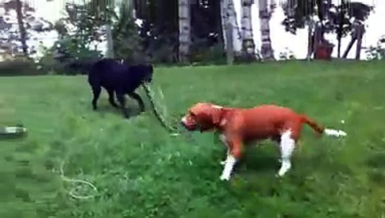 لقطات مضحكة للحيوانات