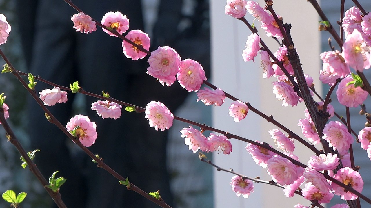 московская весна