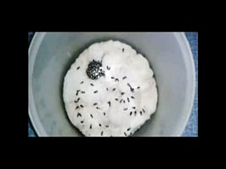 kumpulan semut jepang