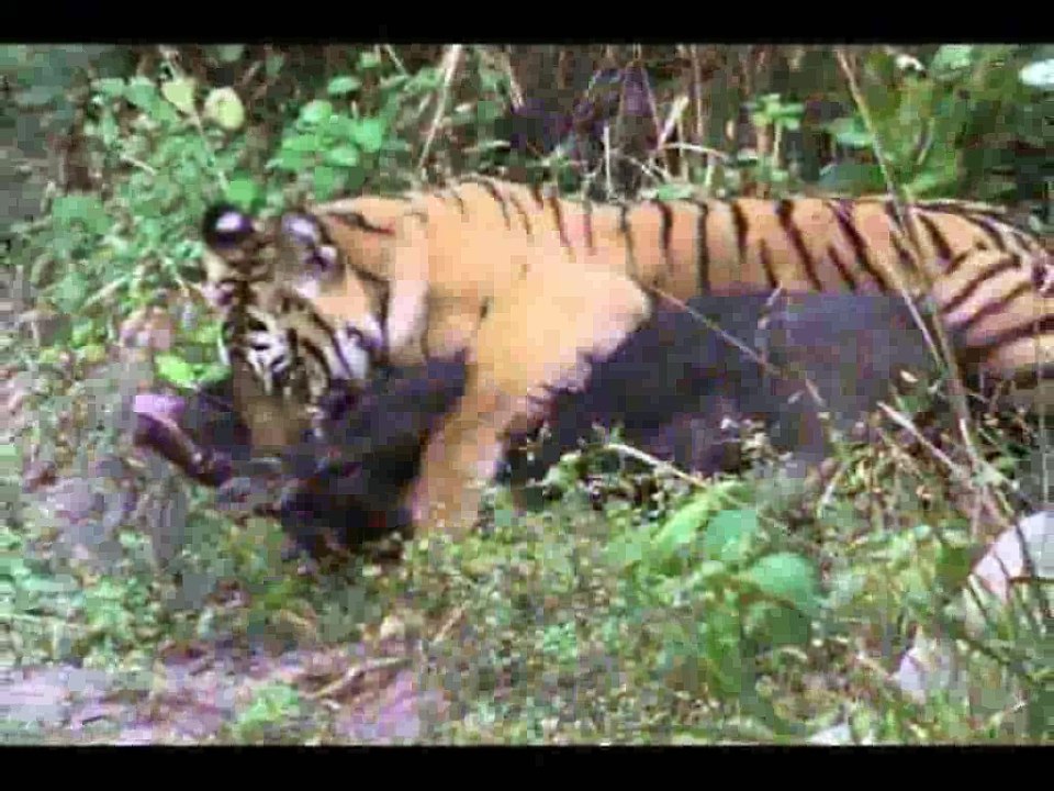 Animal Versus!! Brutal & Insane Animal Versus Animal!! Incredible!!