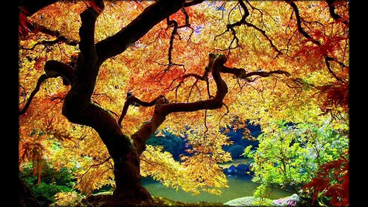 Autumn Japanese Garden in Portland%2C United States %2825 photos%29