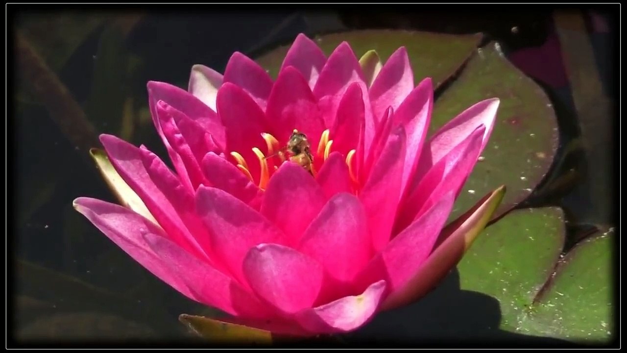 Ngại Ngùng - Như Quỳnh