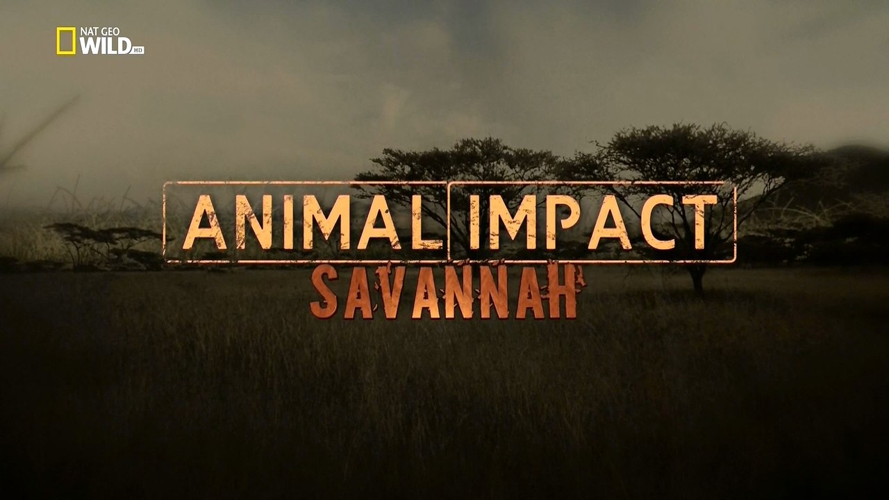 Природная инженерия: выживание в саванне